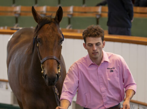 Tattersalls am Donnerstag - Starke Zahlen für die Fährhofer Q-Linie Die Lot-Nummer 362 Foto: Tattersalls