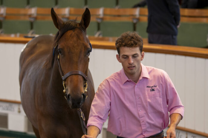 Die Lot-Nummer 362 Foto: Tattersalls