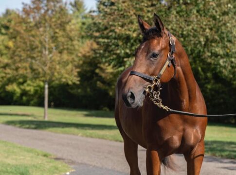 Waldlerche-Jährling