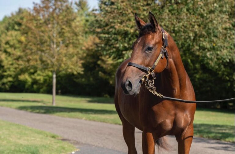 Waldgeist-Schwester bei Tattersalls für 900.000 zurück, Sieg für Tochter
