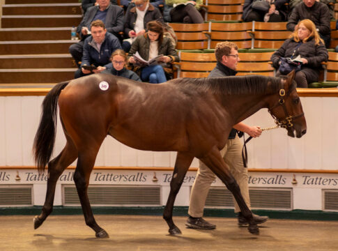 Lot 349, ein Wootton Bassett-Sohn aus dem Angebot des Newsells Park Stud Foto: Tattersalls