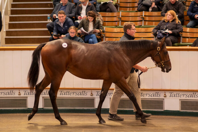 Lot 349, ein Wootton Bassett-Sohn aus dem Angebot des Newsells Park Stud Foto: Tattersalls Lot 349, ein Wootton Bassett-Sohn aus dem Angebot des Newsells Park Stud Foto: Tattersalls