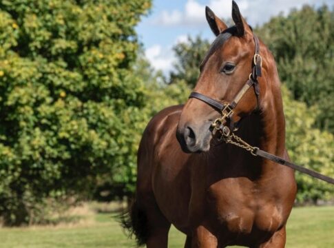 Sea The Stars-Tochter aus der Wamika bleibt bei 130.000 Guineas unverkauft Lot 510 Sea The Stars x Wamika