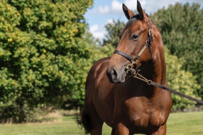 Lot 510 Sea The Stars x Wamika