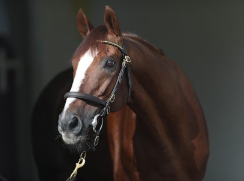 Wieder ein Black Type-Sieger für Champion Adlerflug Adlerflug