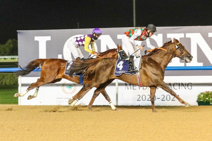 De Vries auf Brraq Foto: dubairacingclub.com De Vries auf Brraq Foto: dubairacingclub.com