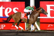 animal_kingdom_gol_2013