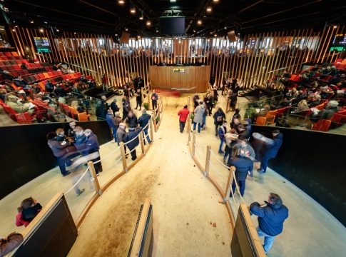 Weniger ist manchmal mehr: Heute Arqana February Mixed Sale Weniger ist manchmal mehr: Heute Arqana February Mixed Sale