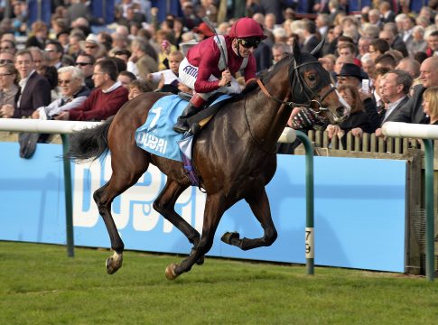 Deckhengst Belardo in die Türkei verkauft Belardo