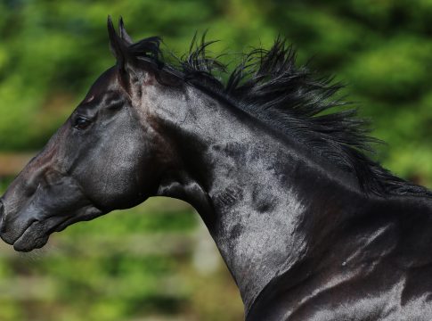 Arqana - Springers Deckhengst Dabirsim für 160.000 Euro verkauft Dabirsim