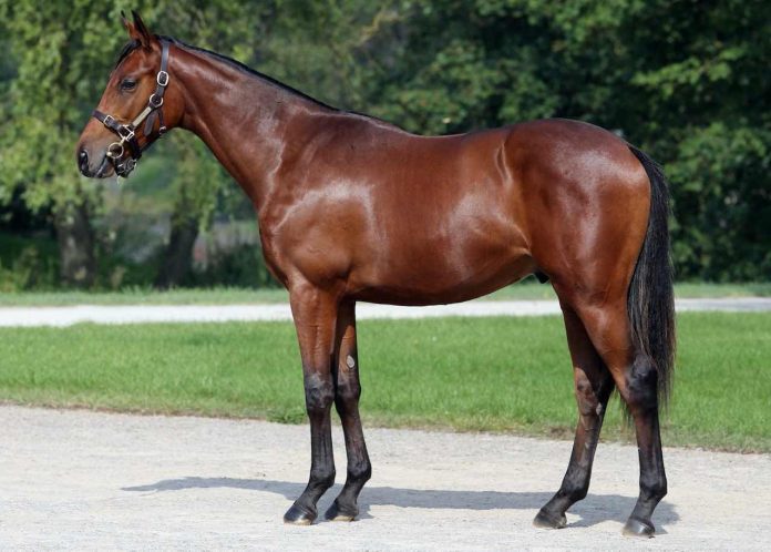 Que Suerte Foto: Tattersalls Que Suerte Foto: Tattersalls