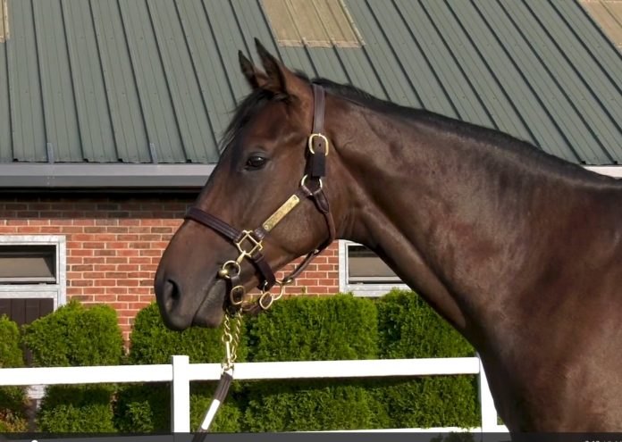 Dubawi aus der Danedream Foto: Screenshot Dubawi aus der Danedream Foto: Screenshot