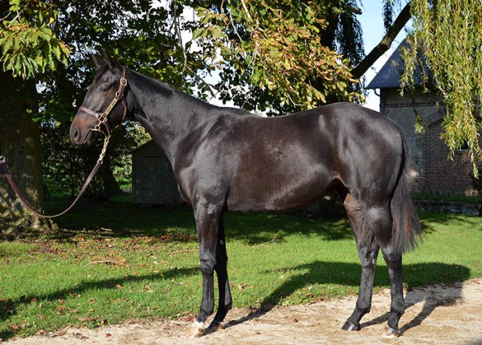 Jeumaxio Foto: Arqana Jeumaxio Foto: Arqana