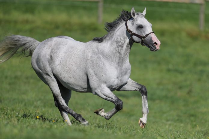 Jukebox Jury (Archiv) Jukebox Jury (Archiv)