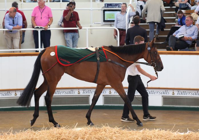 lot_177a_newmarket_tattersalls