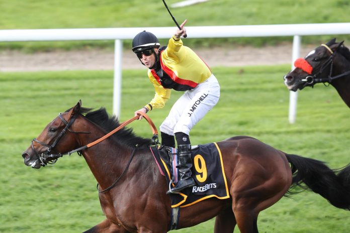 Oriental Eagle in den Farben des Gestüts Auenquelle