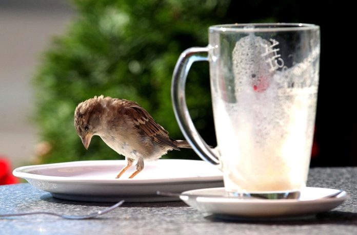 pechvogel