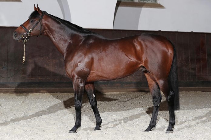 protectionist_deckhengst