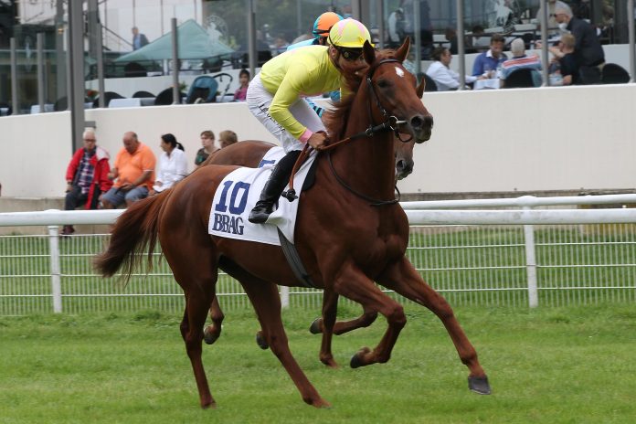 See Hector See Hector