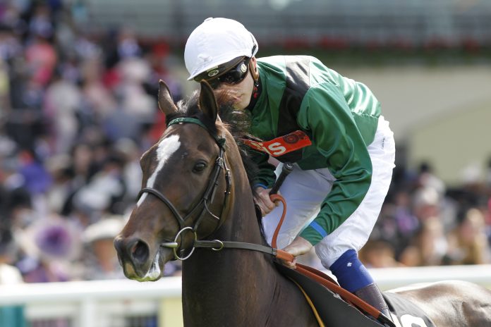 s2_limato_turfstock