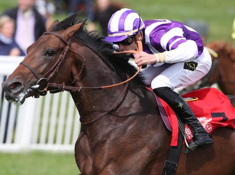 Quilixios und Sea Of Sands beim Dublin Racing Festival dabei? Sea Of Sands (Archiv)