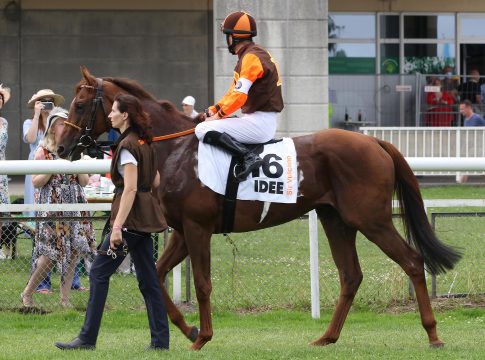 Skikjöring am Sonntag: Auch wieder ein Derbystarter dabei Sir Vulcano