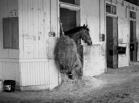 In den USA: Deckhengst Uncle Mo abgetreten In den USA: Deckhengst Uncle Mo abgetreten