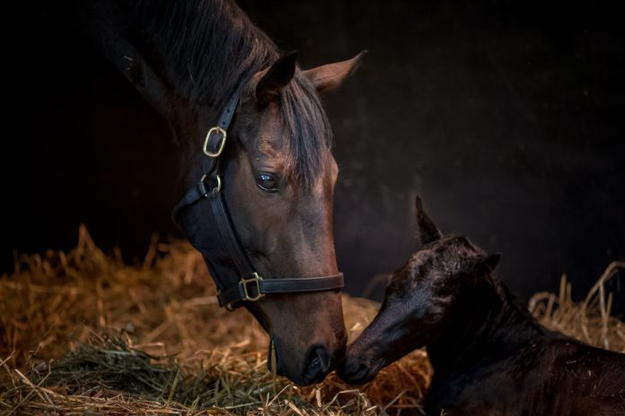 Treve mit ihrem Sohn Qous im Jahr 2017