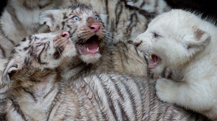 weisse_tiger_2